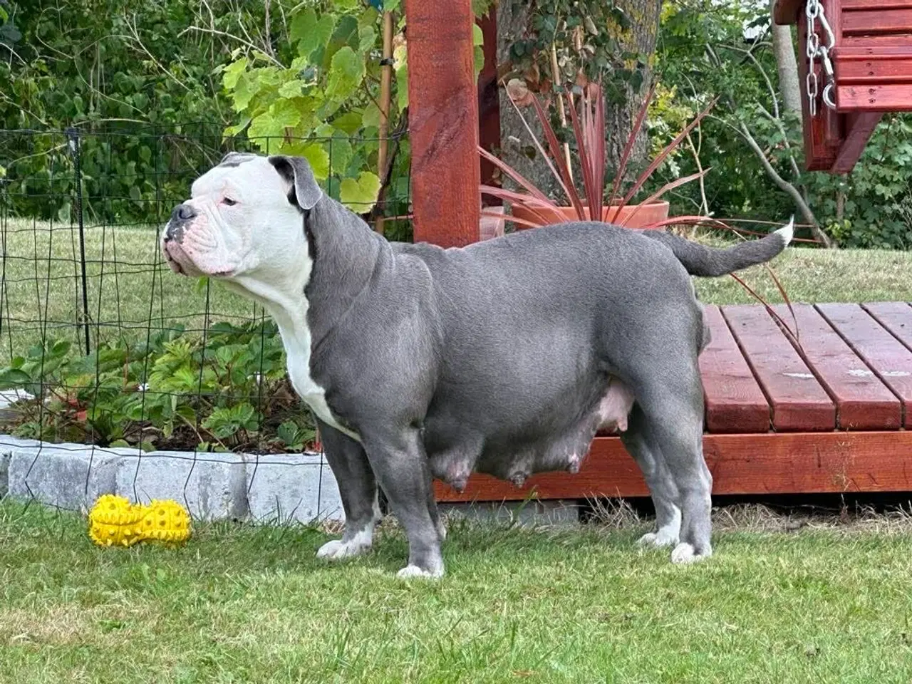 Billede 7 - Old english bulldog