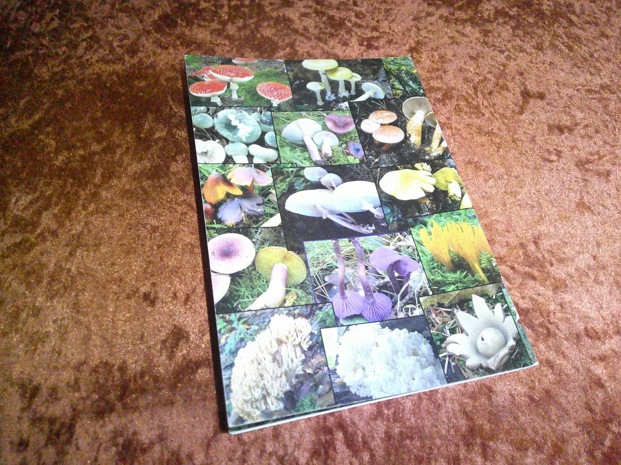 Billede 4 - Svampejagten, Jacob Heilmann-Clausen