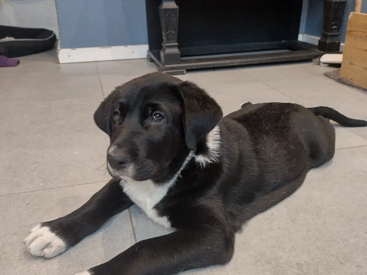 Billede 1 - Bull Terrier blanding 