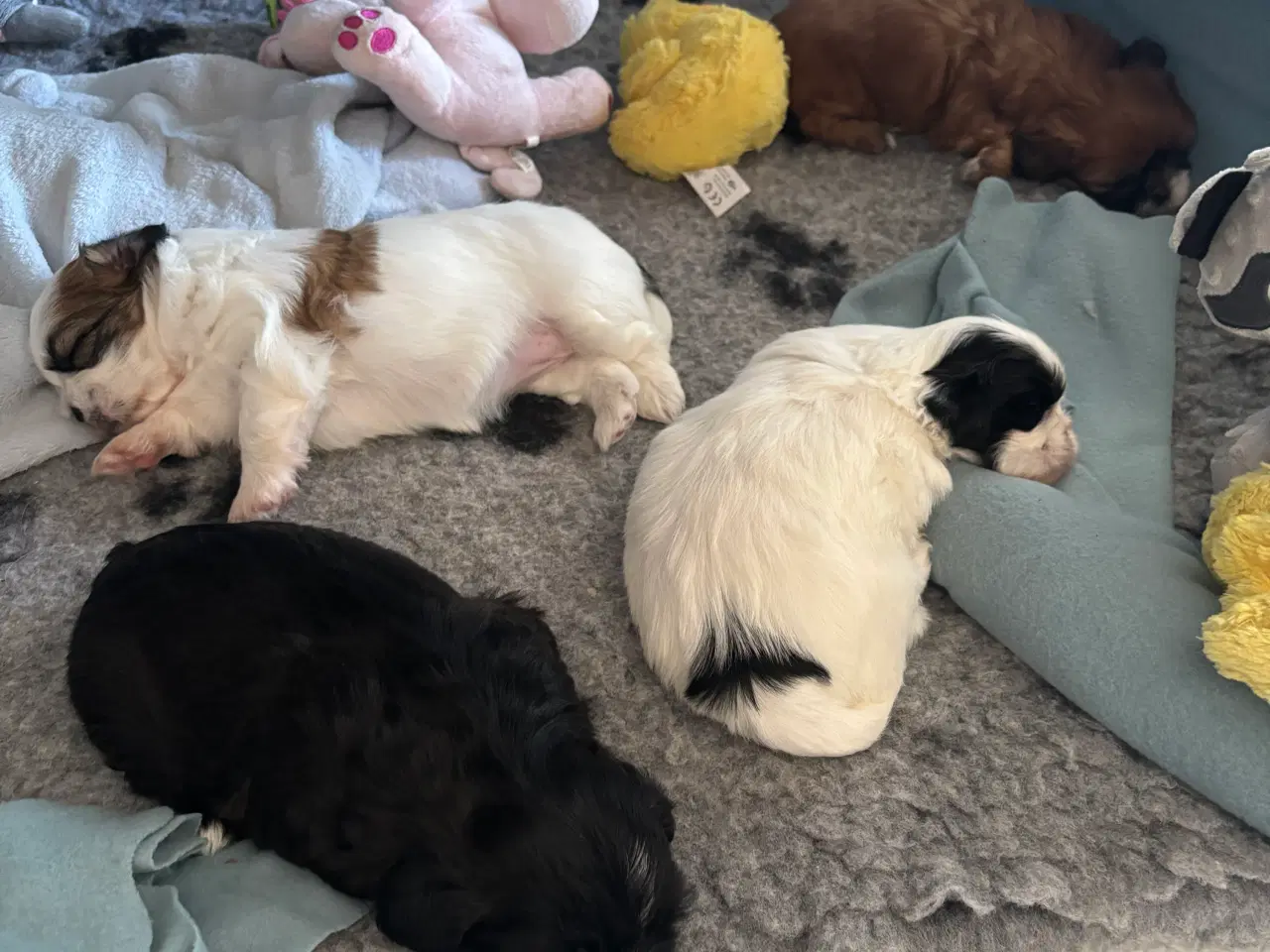 Billede 6 - Shih Tzu hvalpe sælges