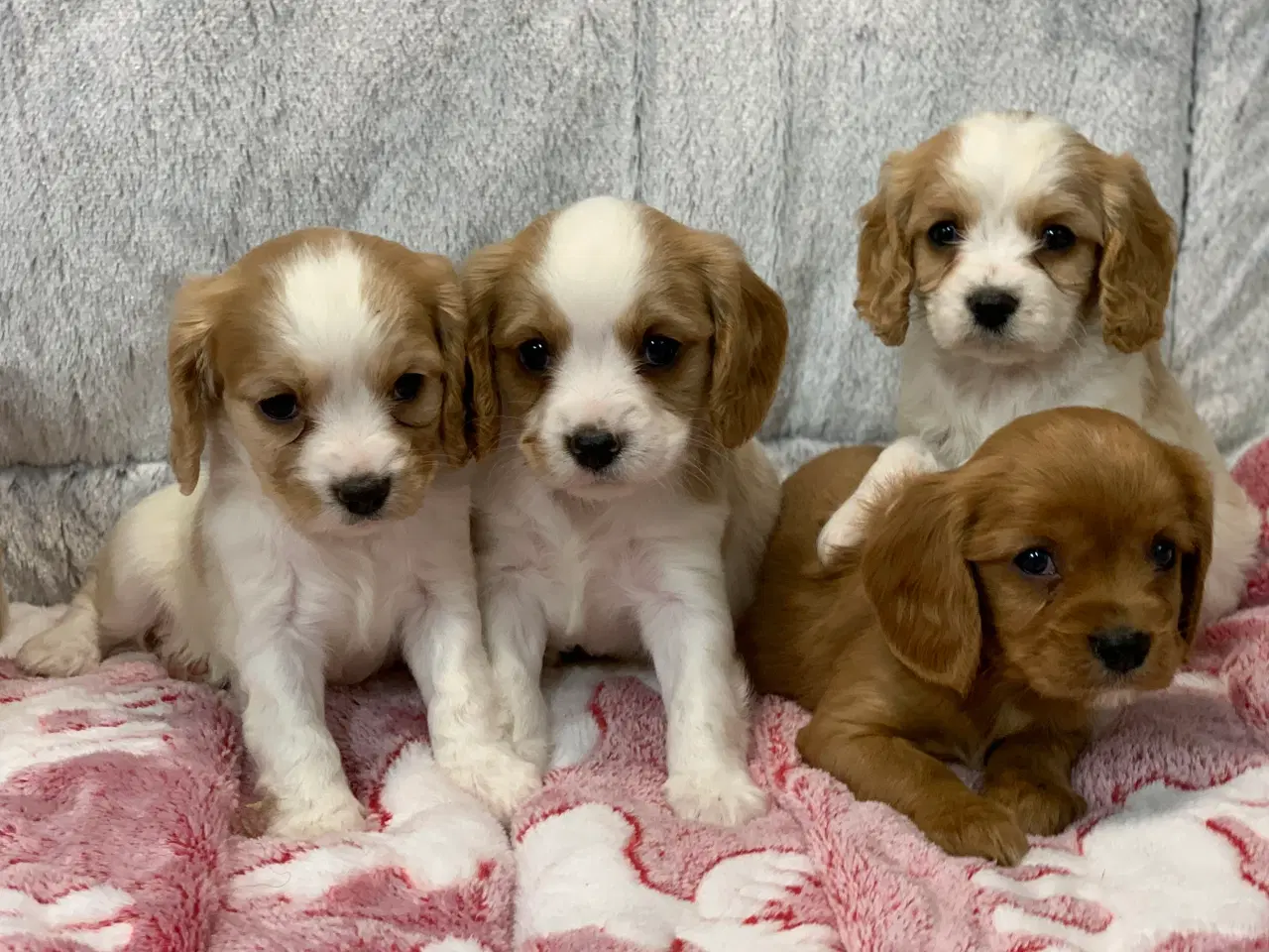 Billede 3 - De yndigste cavapoo babyer 