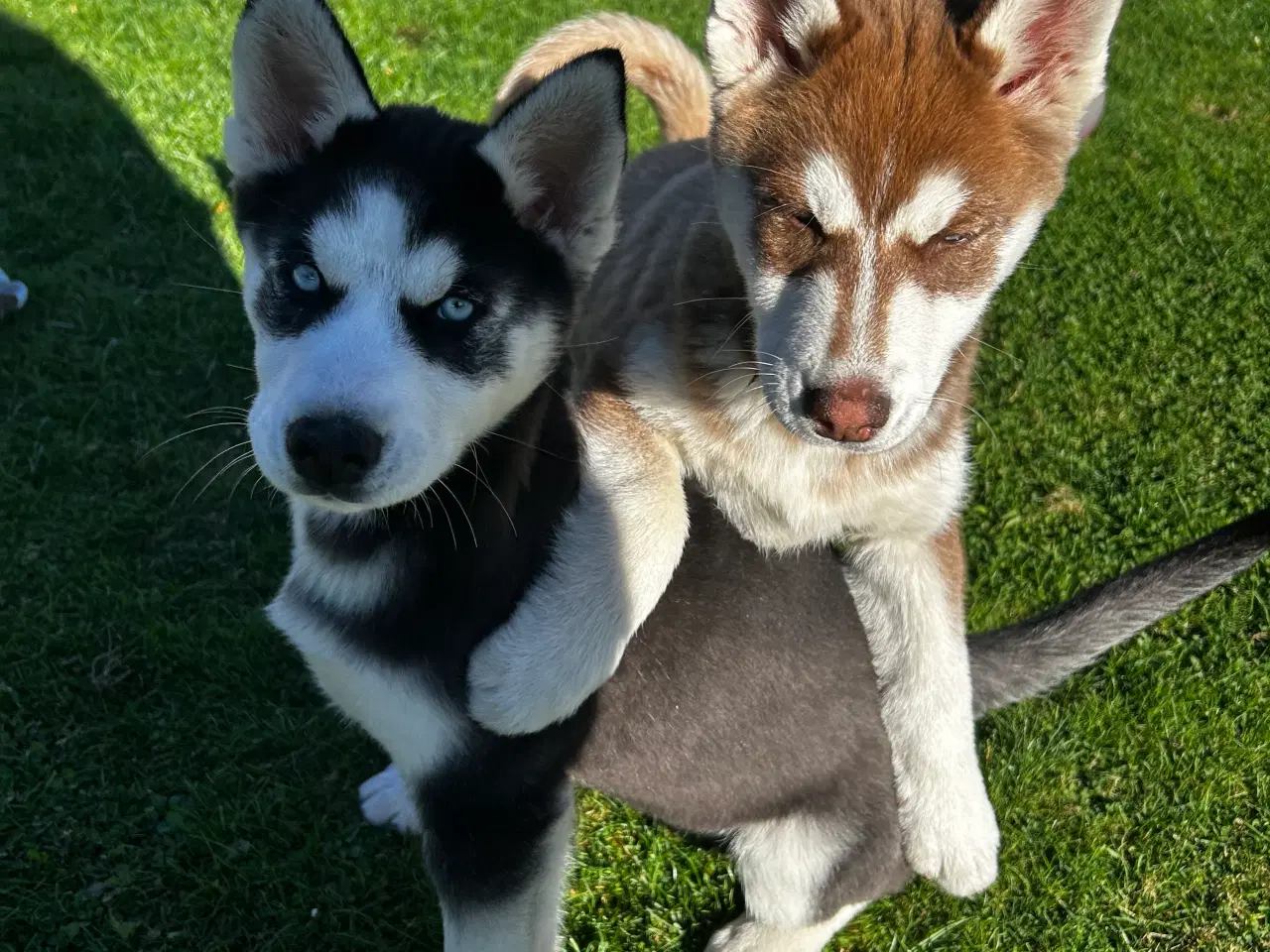 Billede 4 - Din nye husky ven venter på dig