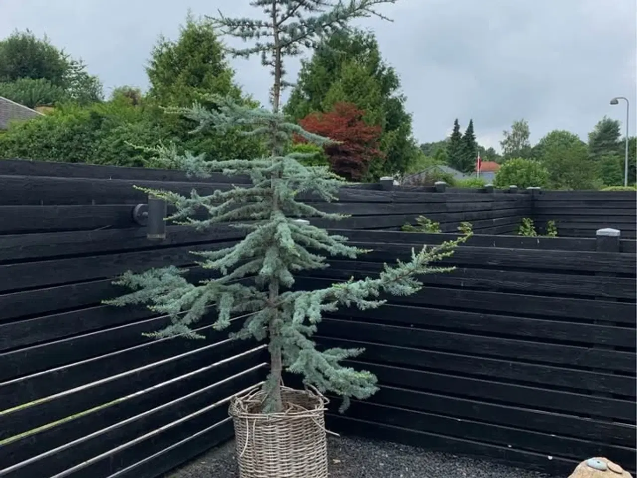 Billede 1 - Cedertræ - 3meter