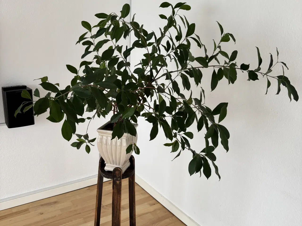 Billede 1 - Stueplante