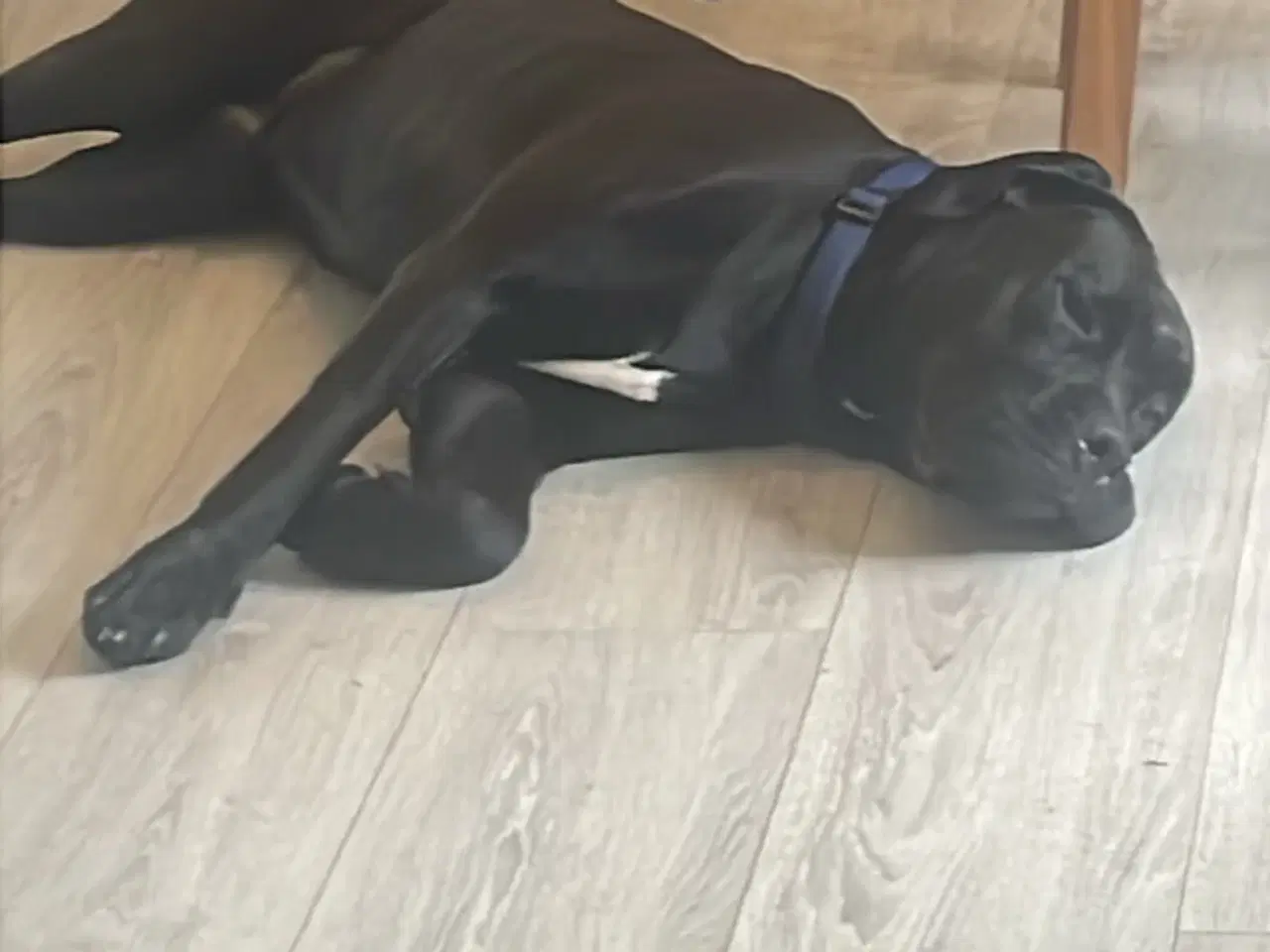 Billede 2 - Hanhund tilbydes til parring