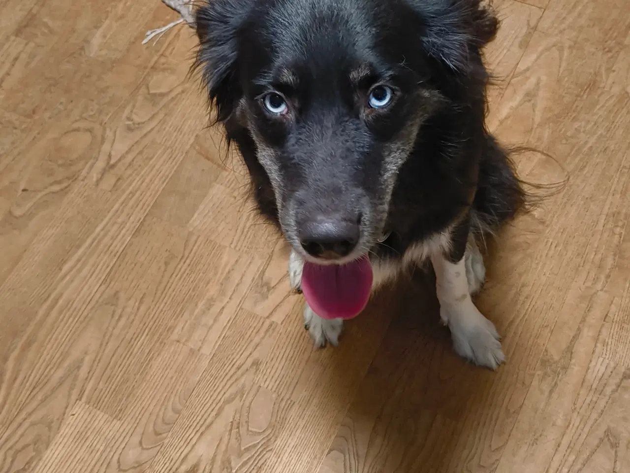 Billede 1 - Tæve husky mix