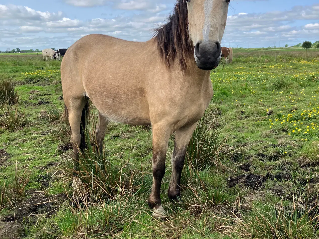 Billede 3 - Ponyhoppe, 4 år 