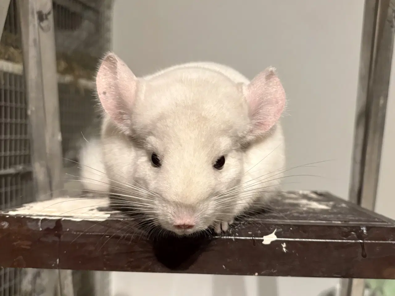 Billede 1 - HAN Pink White chinchilla 