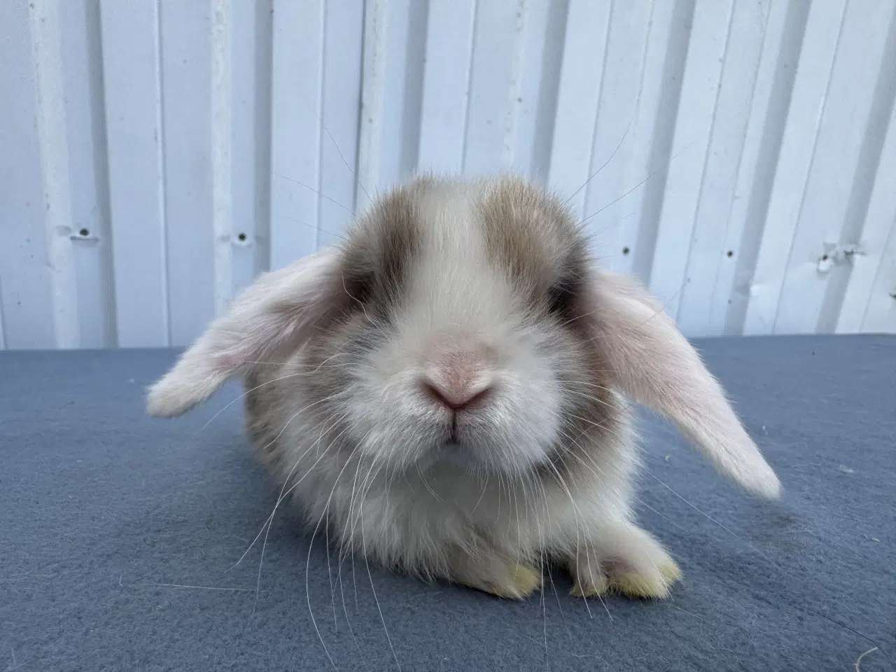 Billede 2 - Dværgvædder hunkanin