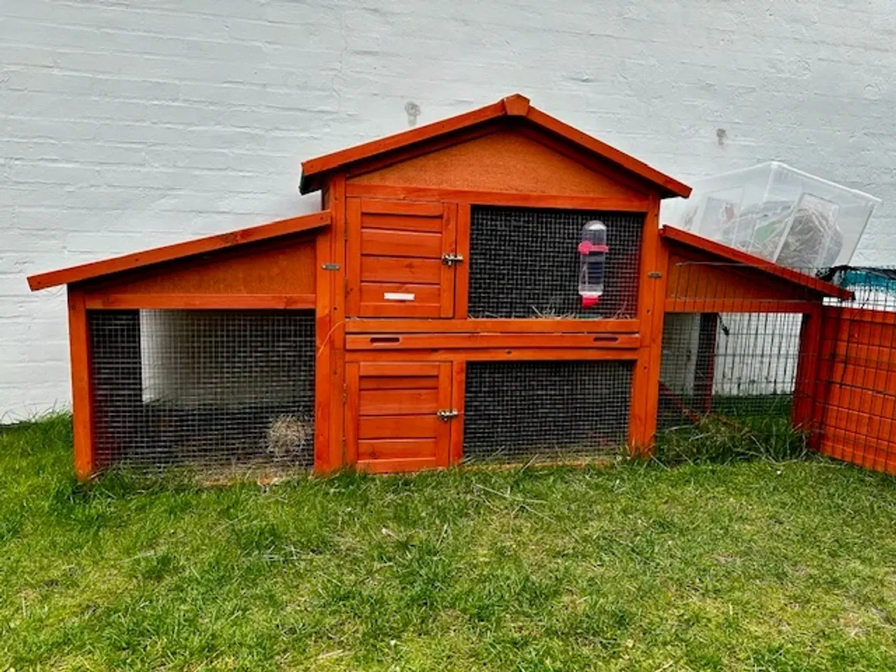 Billede 3 - Sød løvehoved/dværgvædder hankanin