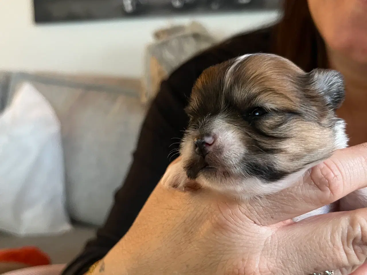 Billede 3 - Mini boomer 