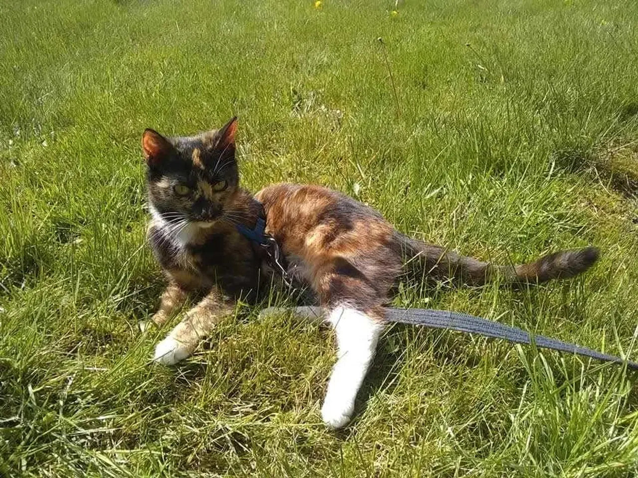 Billede 5 - Trefarvet Maine Coon Bla. 🐈
