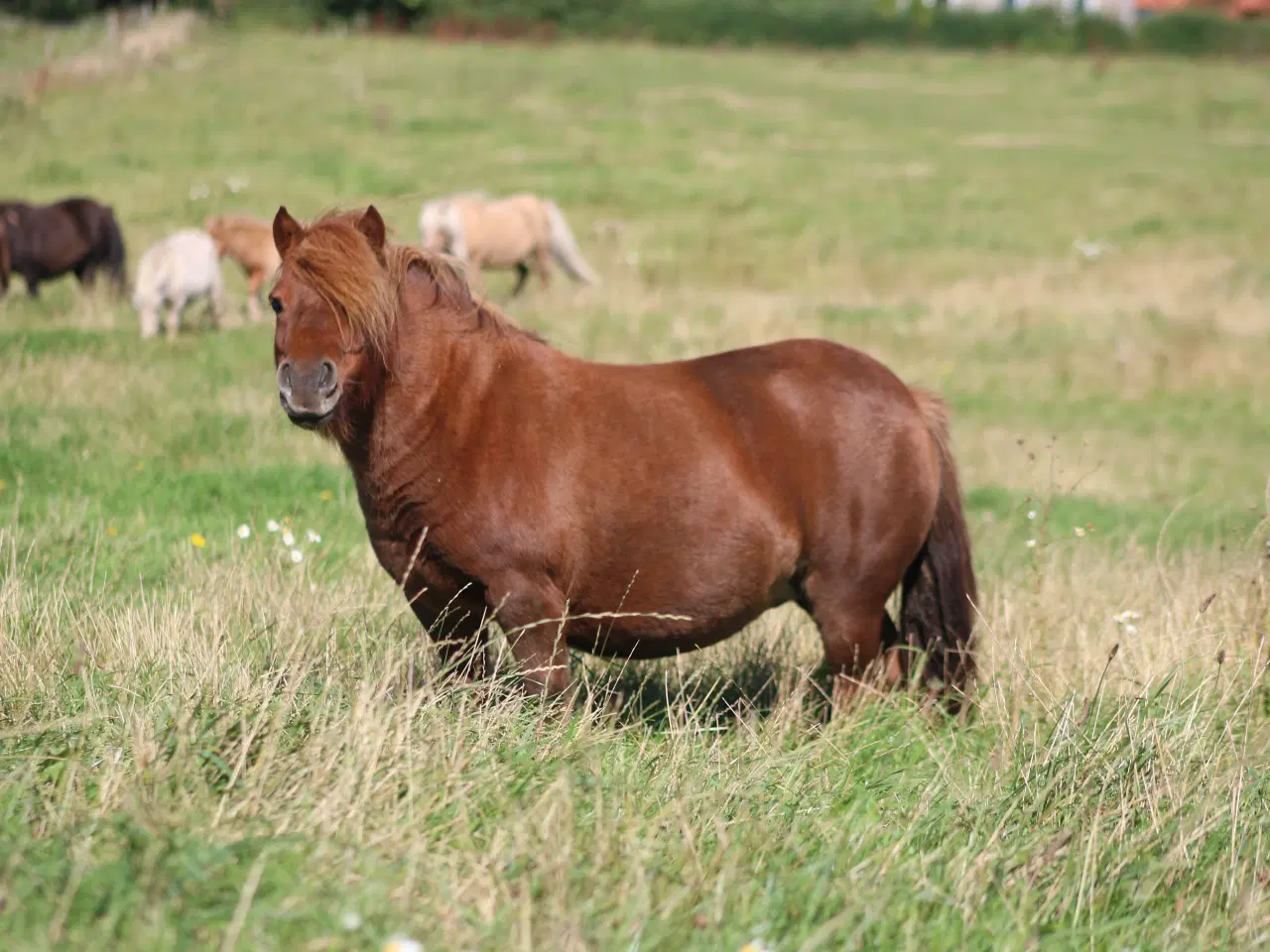 Billede 2 - Shetlandspony hoppe med føl ved siden 