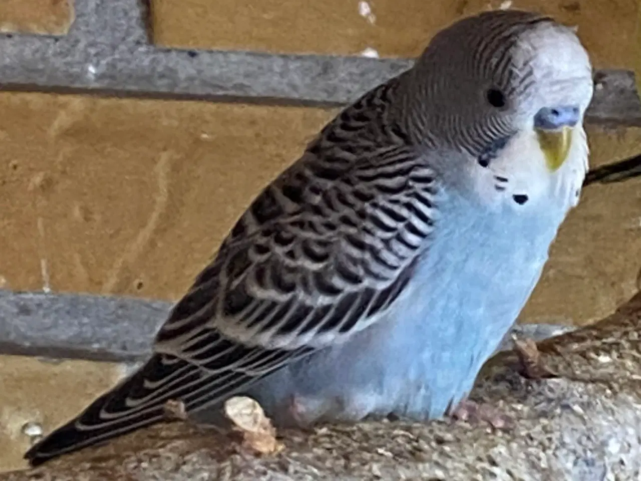 Billede 1 - Unge undulater