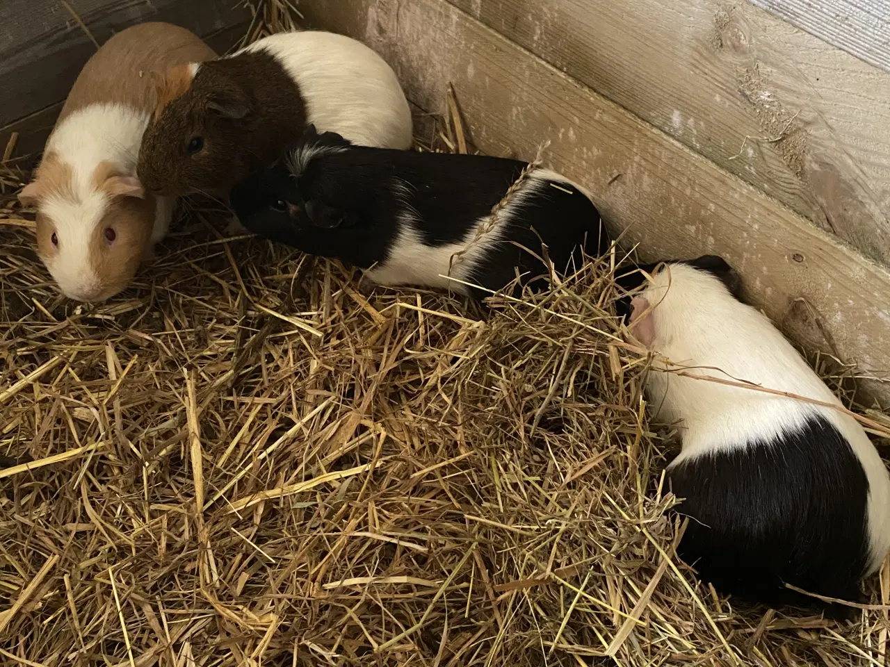 Billede 3 - Han marsvin sælges