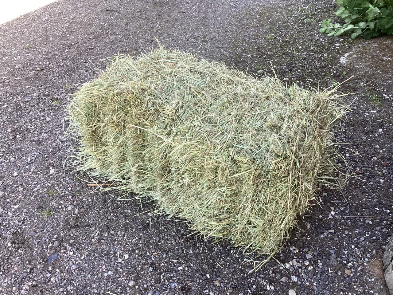 Billede 2 - Små baller hø