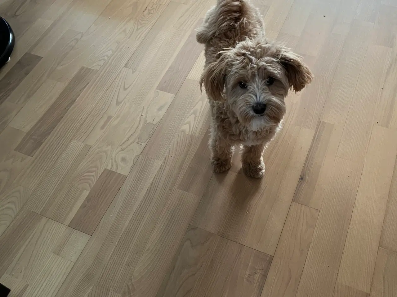 Billede 3 - Maltipoo tæve 6 mdr.