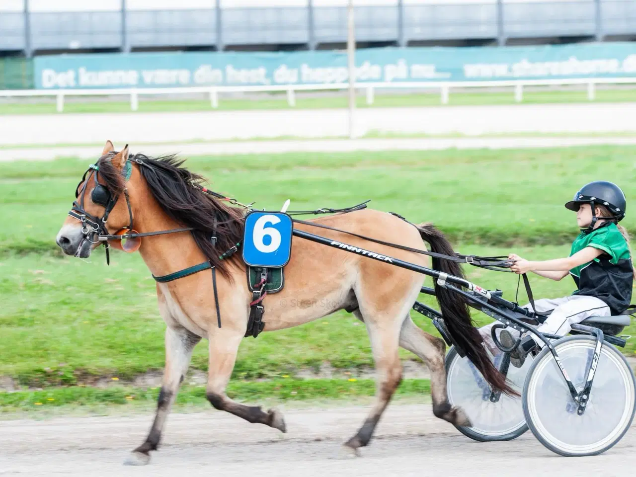 Billede 1 - PONY SÆGLES 