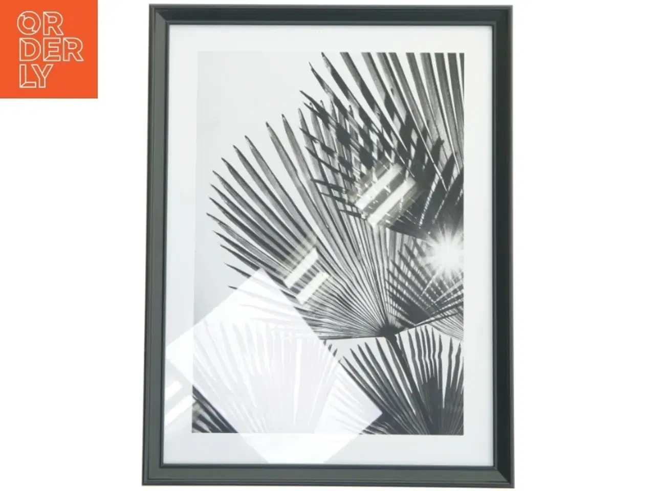 Billede 1 - Indrammet sort-hvid foto af palmeblade fra IKEA (str. 42,5x32,5 cm)