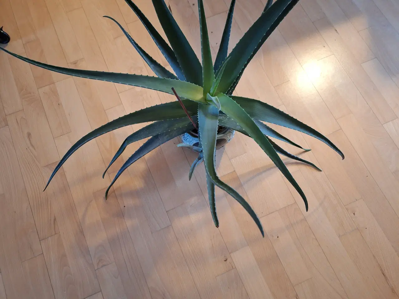 Billede 2 - Plante Aloe vera