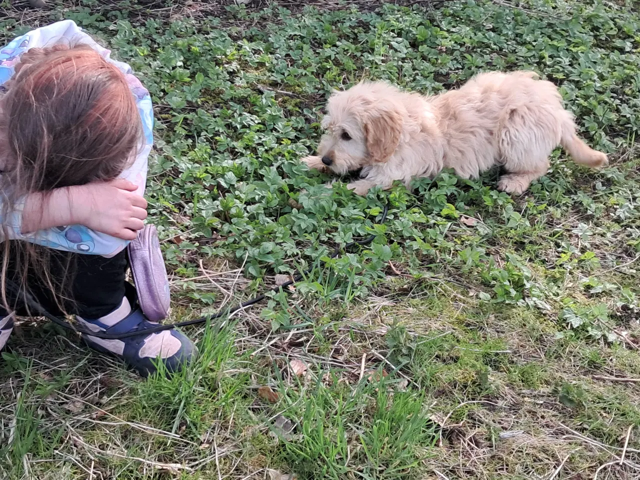 Billede 5 - 4 lækre golden retriever blandinger