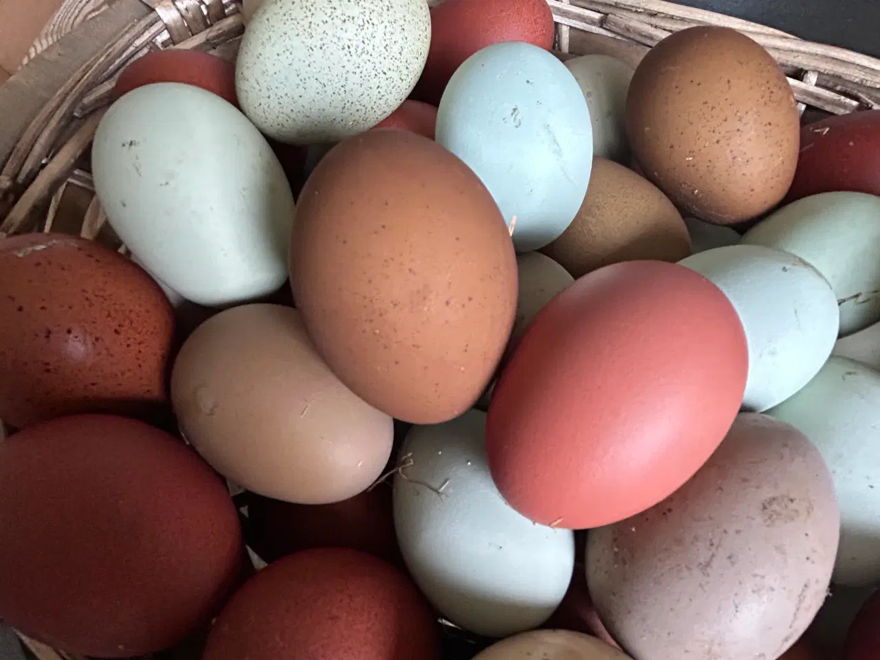 Billede 13 - Rugeæg I Gode Farver