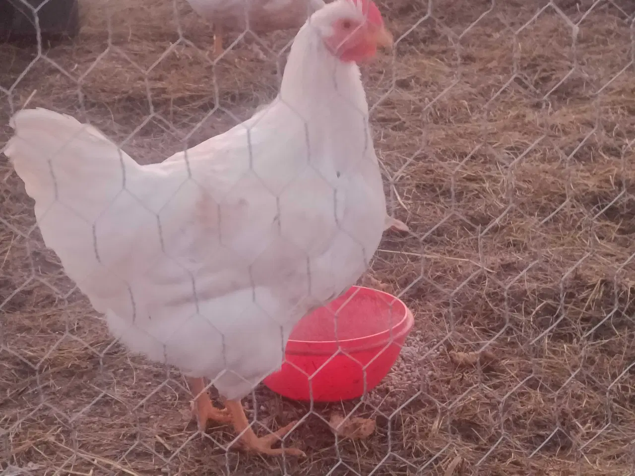 Billede 1 - Gokke søger ny hønsegård