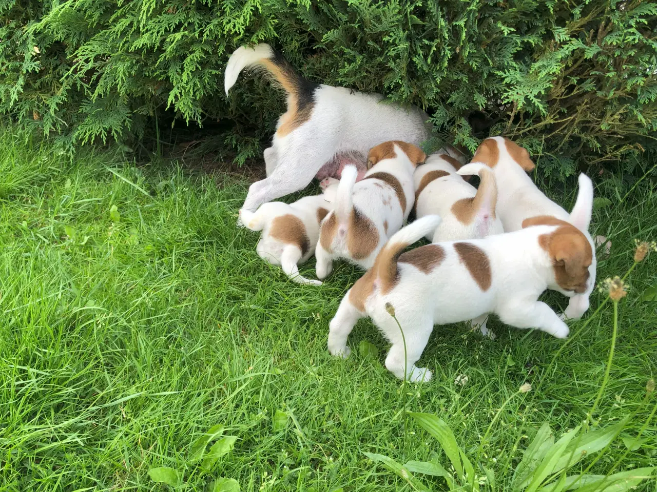 Billede 3 - Jack Russell Terrier