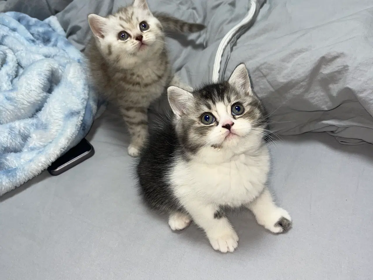 Billede 11 - british shorthair