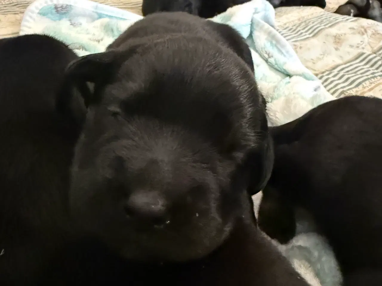 Billede 6 - Rottweiler / Labrador hvalpe