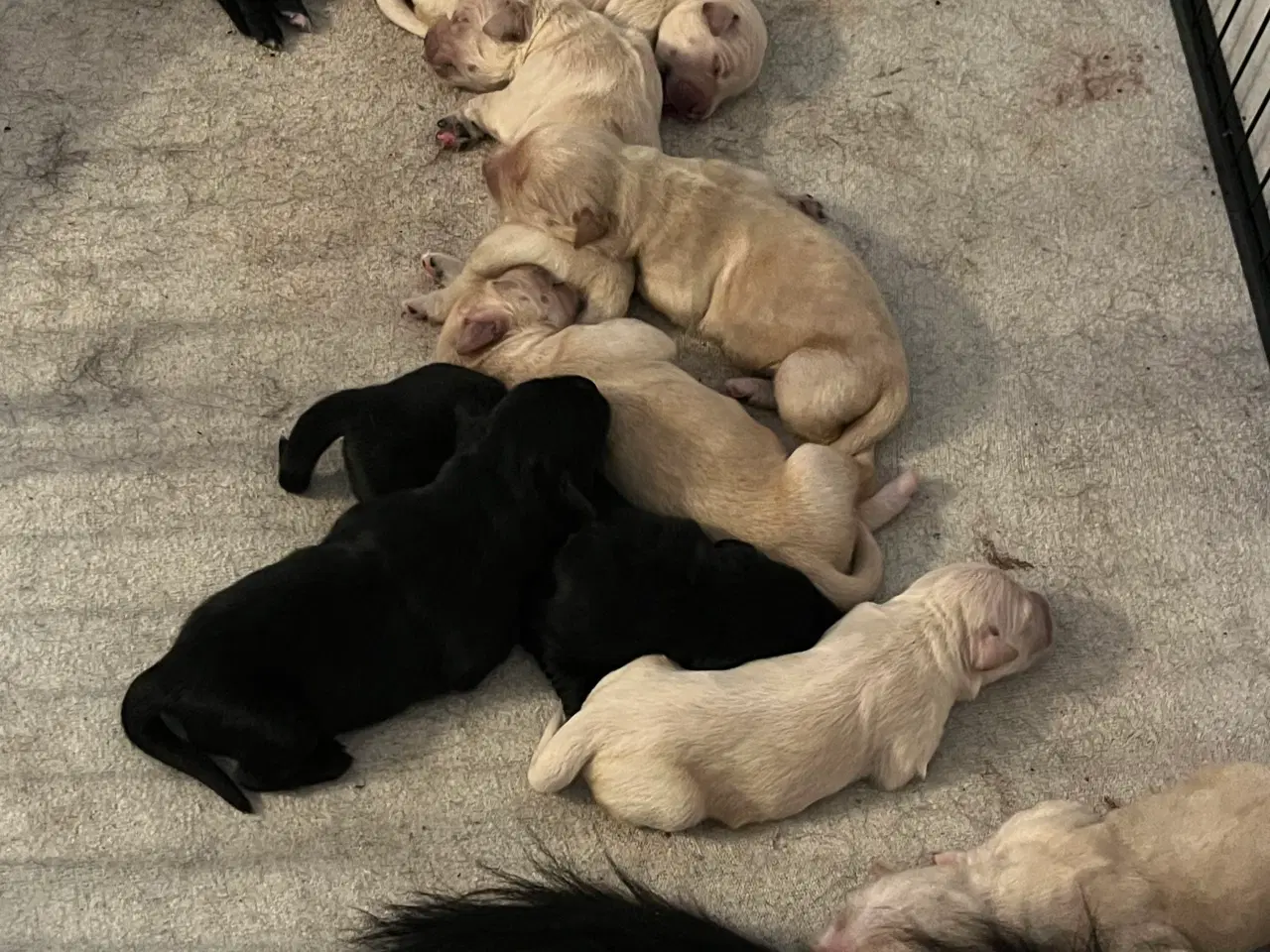 Billede 6 - Super søde familiehunde