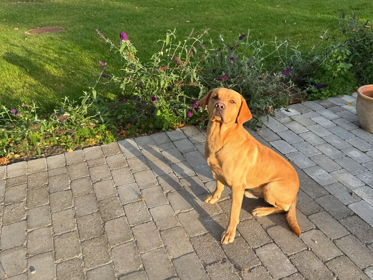 Billede 2 - Labrador han sælges