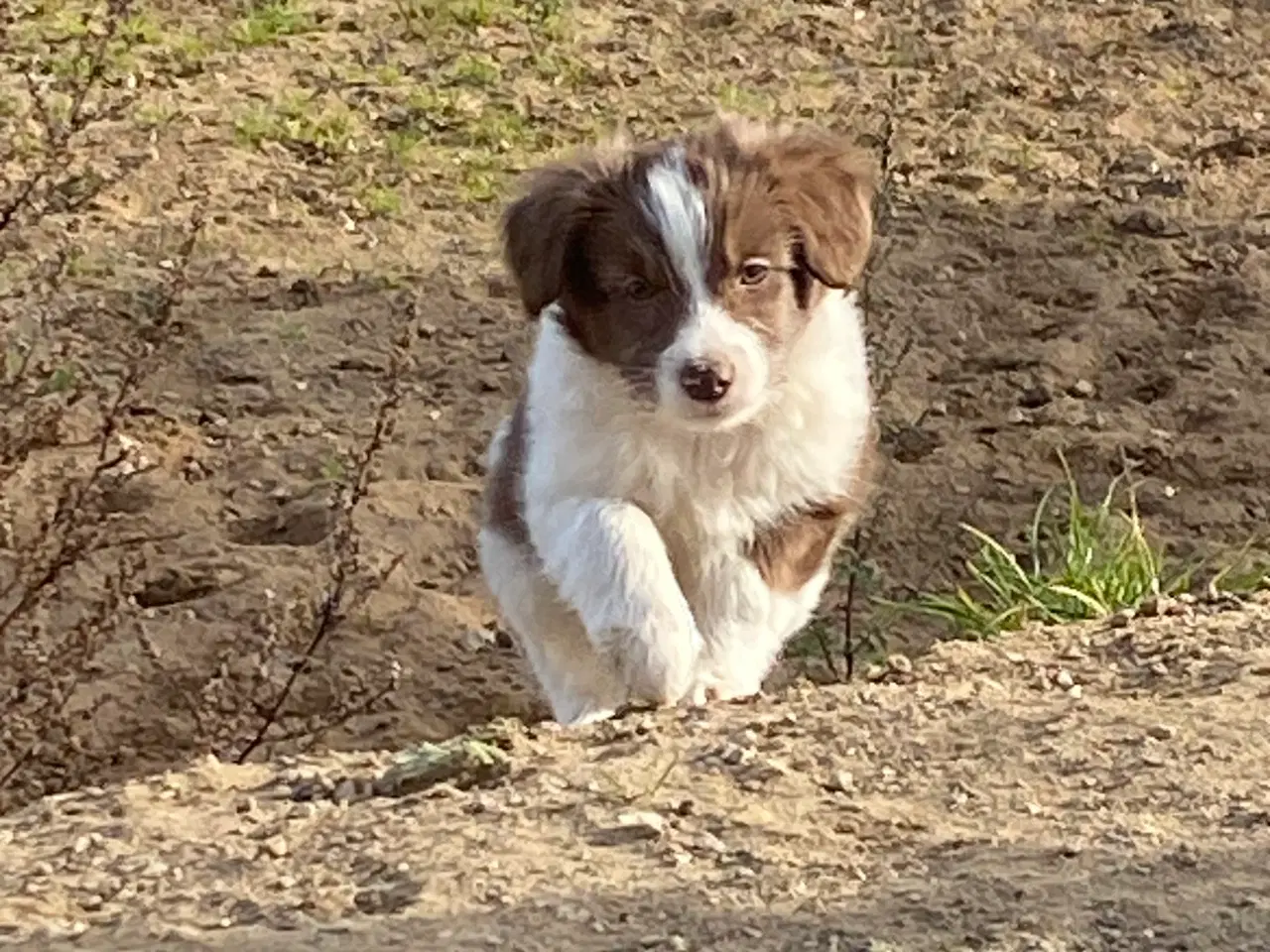 Billede 1 - Border Collie / Powder puff