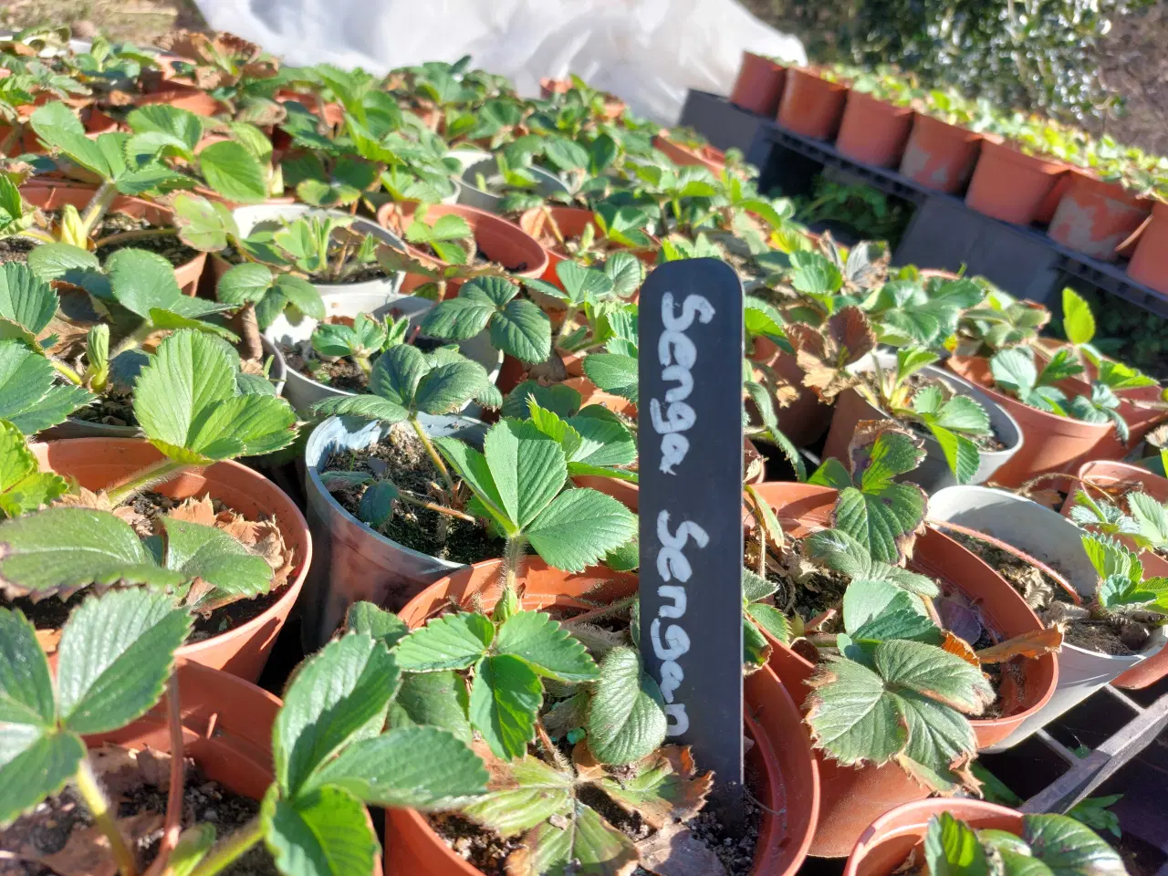 Billede 2 - Jordbærplanter I potter