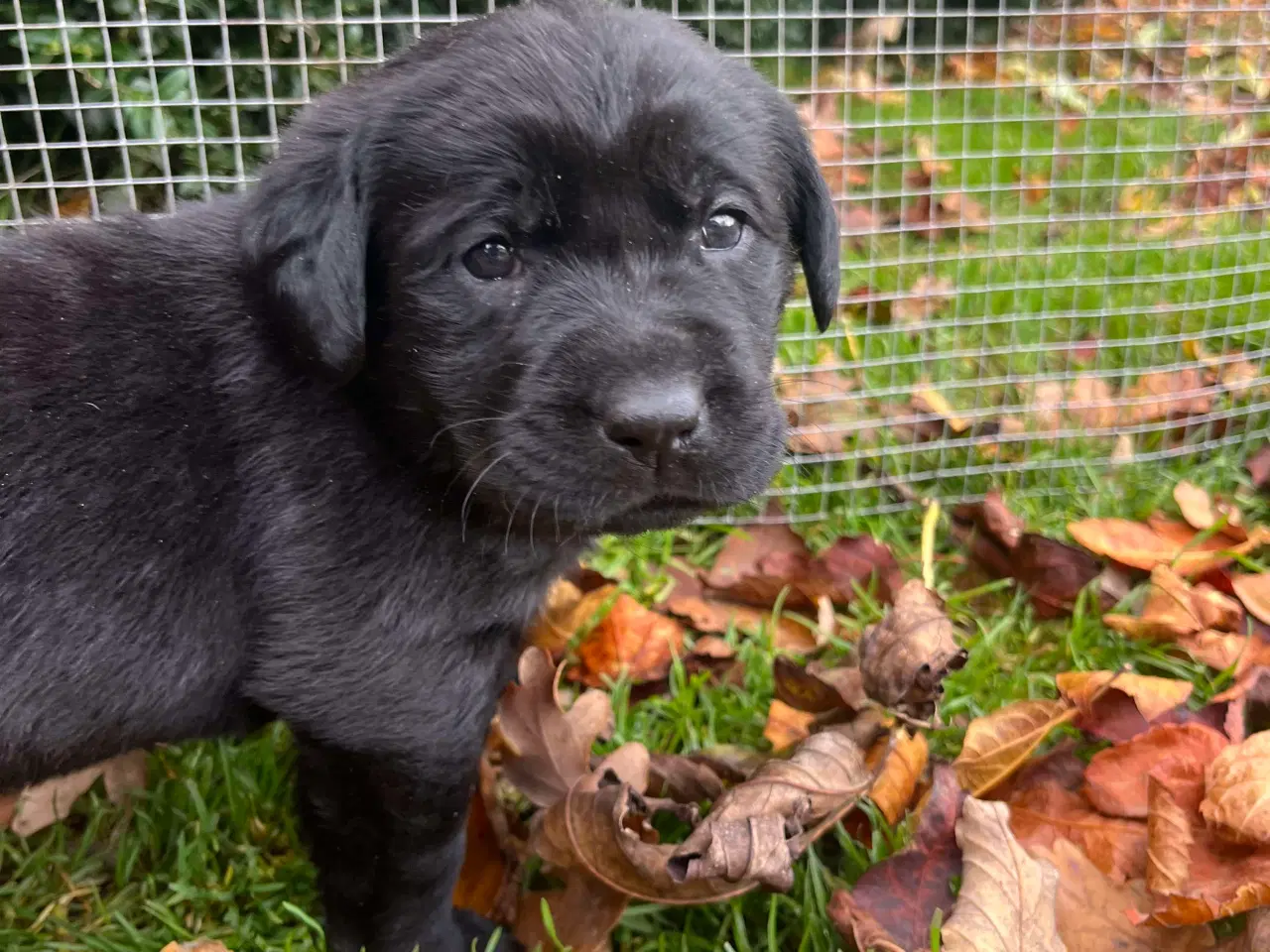 Billede 5 - Søde labradorhvalpe sælges