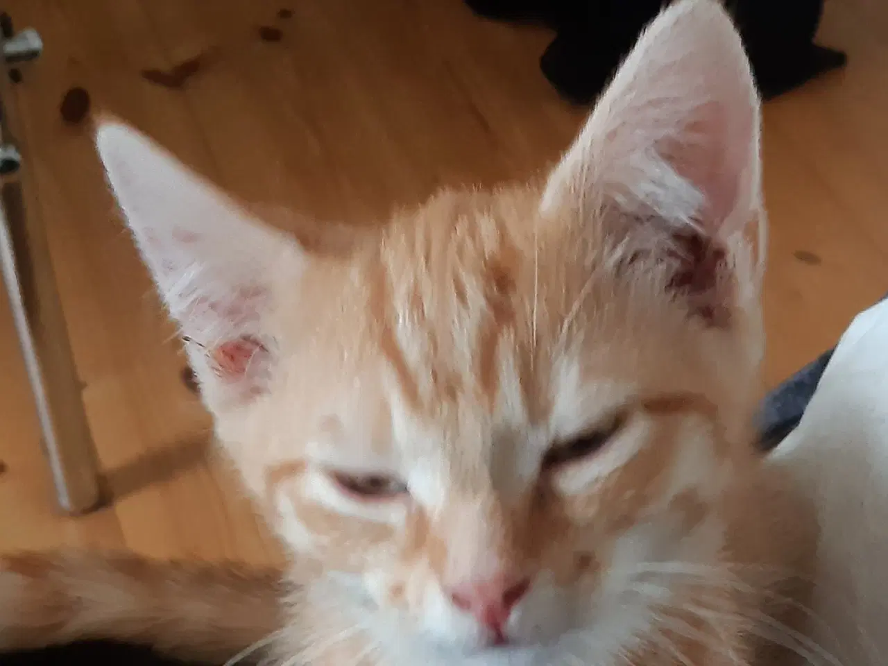 Billede 8 - Vidunderlige store orange killinger