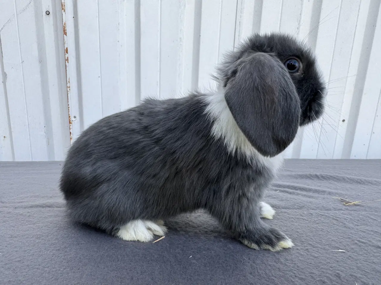 Billede 7 - 6 Dværgvædder hunner 🐰