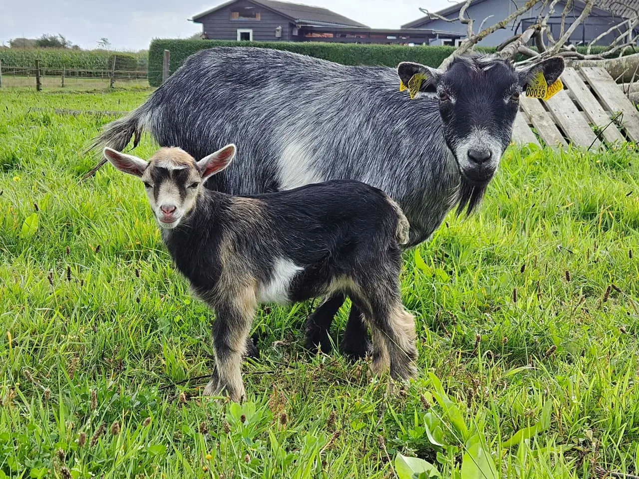 Billede 5 - Dværgged bukkekid