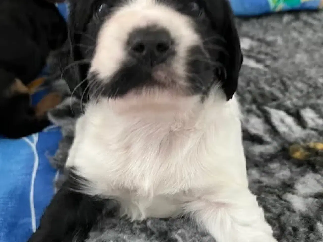 Billede 14 - Cockalier hvalpe med Aussie twist