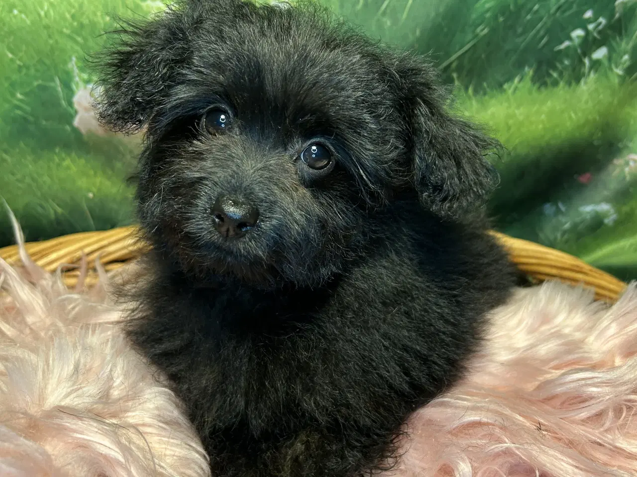 Billede 16 - 🐾 Skønne Pomapoo hvalpe søger deres forever homes