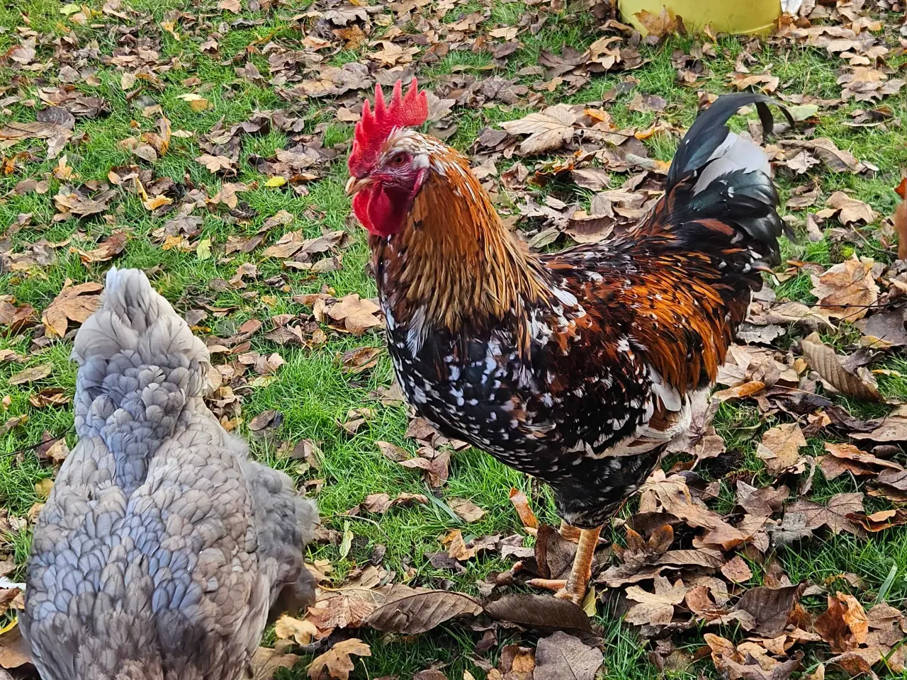 Billede 1 - Smukke sunde haner