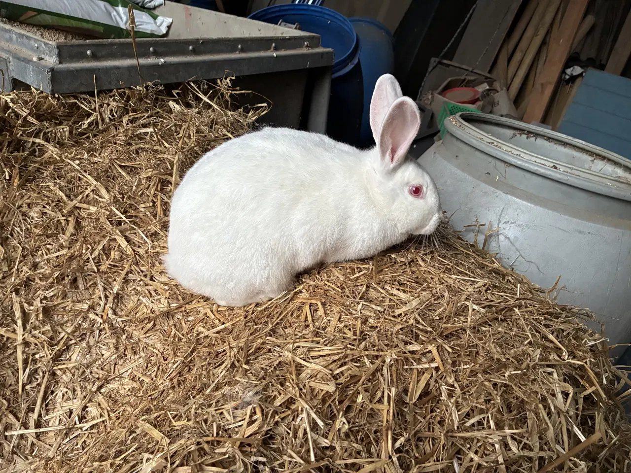Billede 1 - Kanin