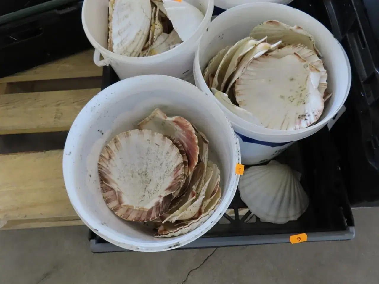 Billede 5 - Diverse serveringsfade i glas, Muslingeskaller mv.