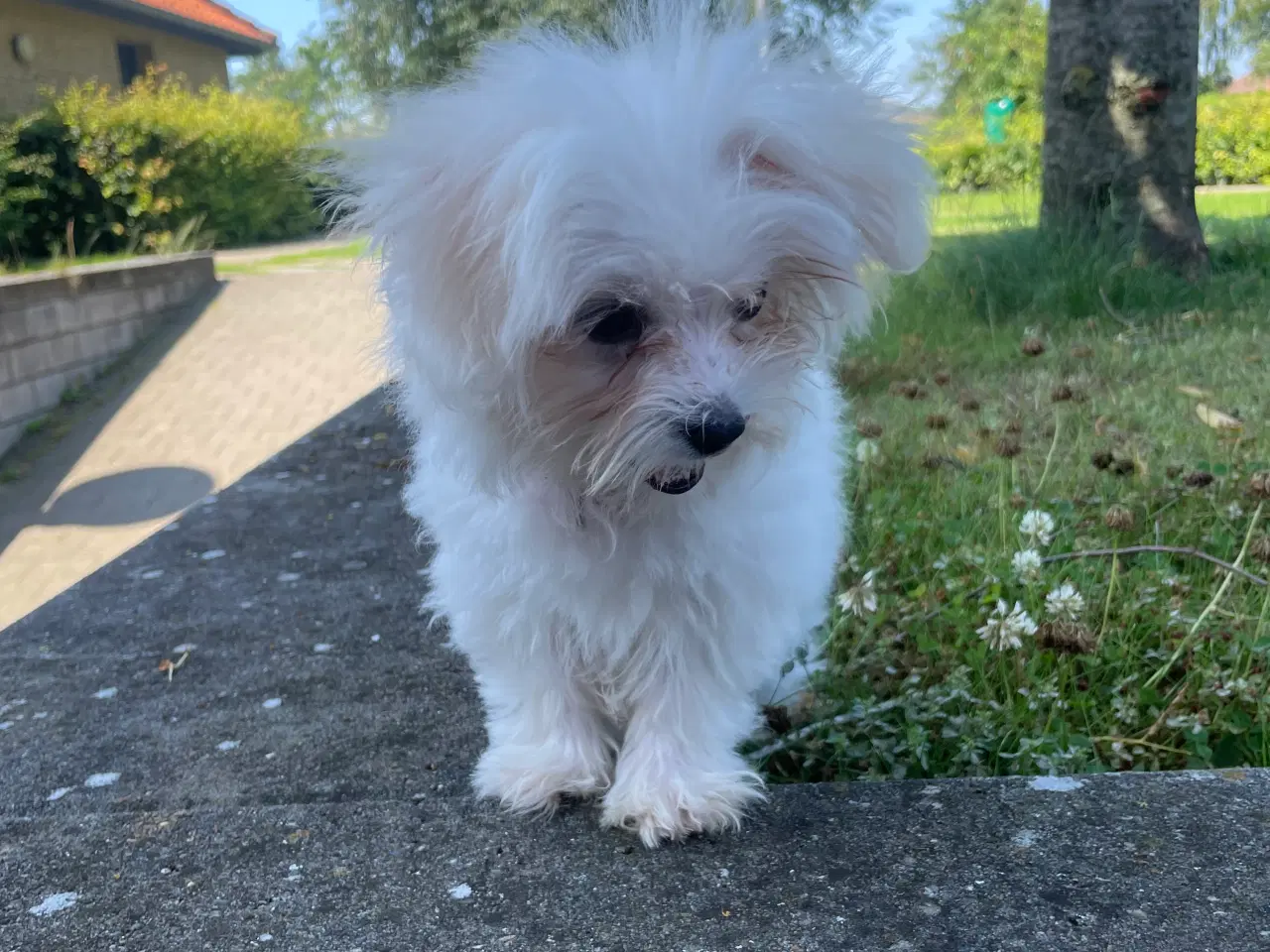 Billede 2 - Mini malteser