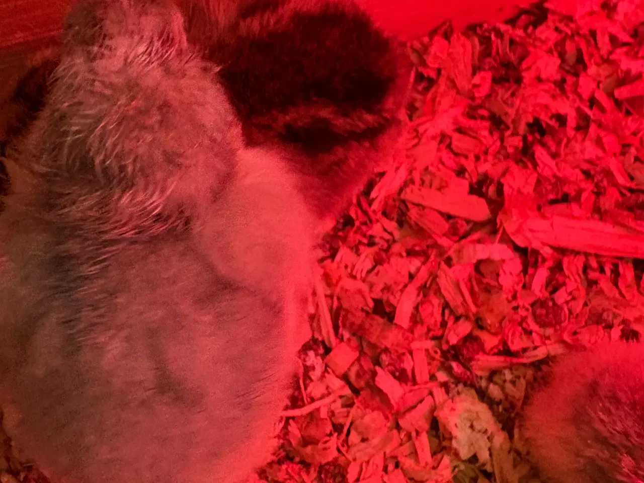 Billede 3 - Daggamle kyllinger