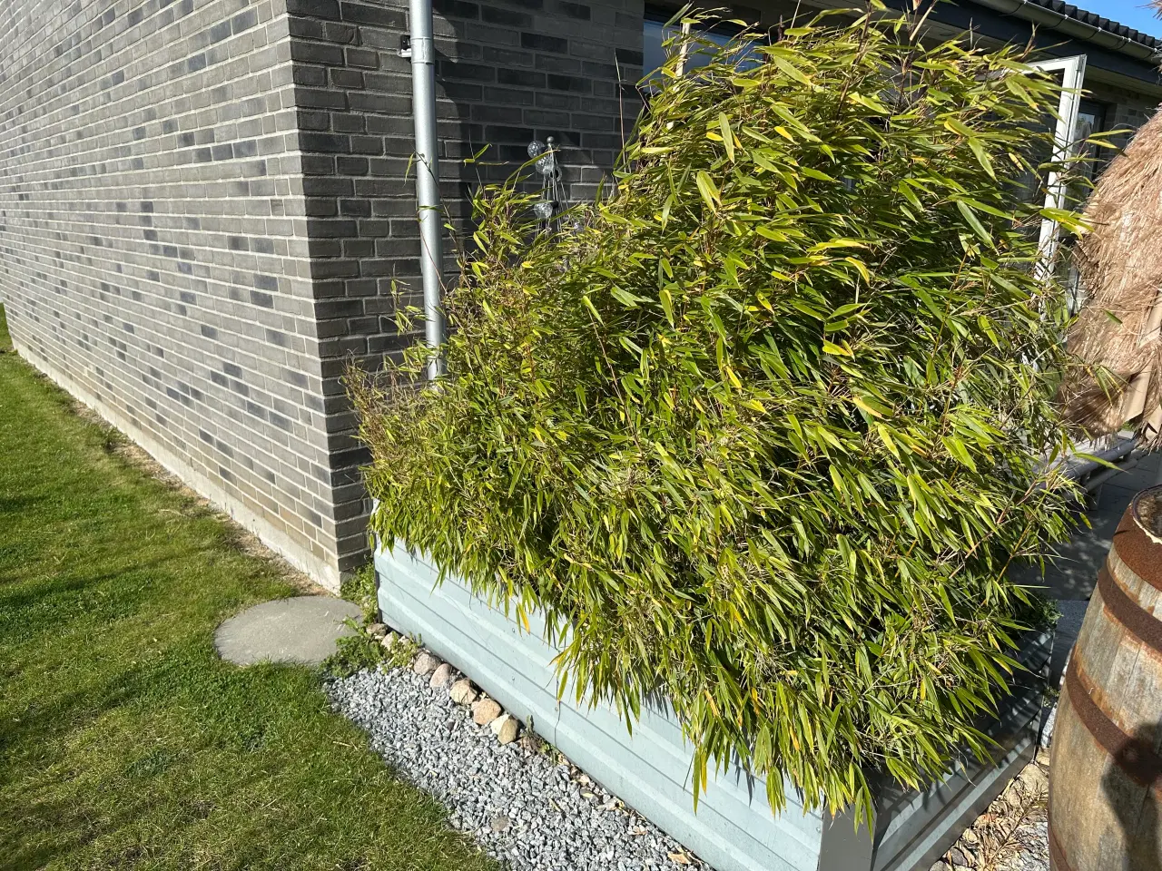 Billede 2 - IKKE invasiv bambus - Fargesia Rufa - Nr. Lyndelse