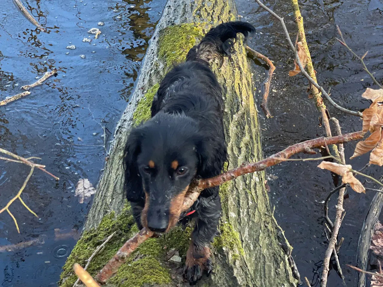 Billede 7 - Langhåret dværg gravhund