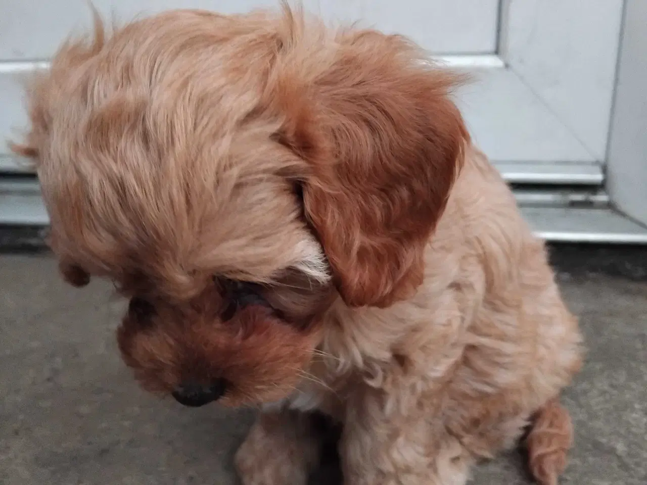 Billede 3 - Cavapoo 