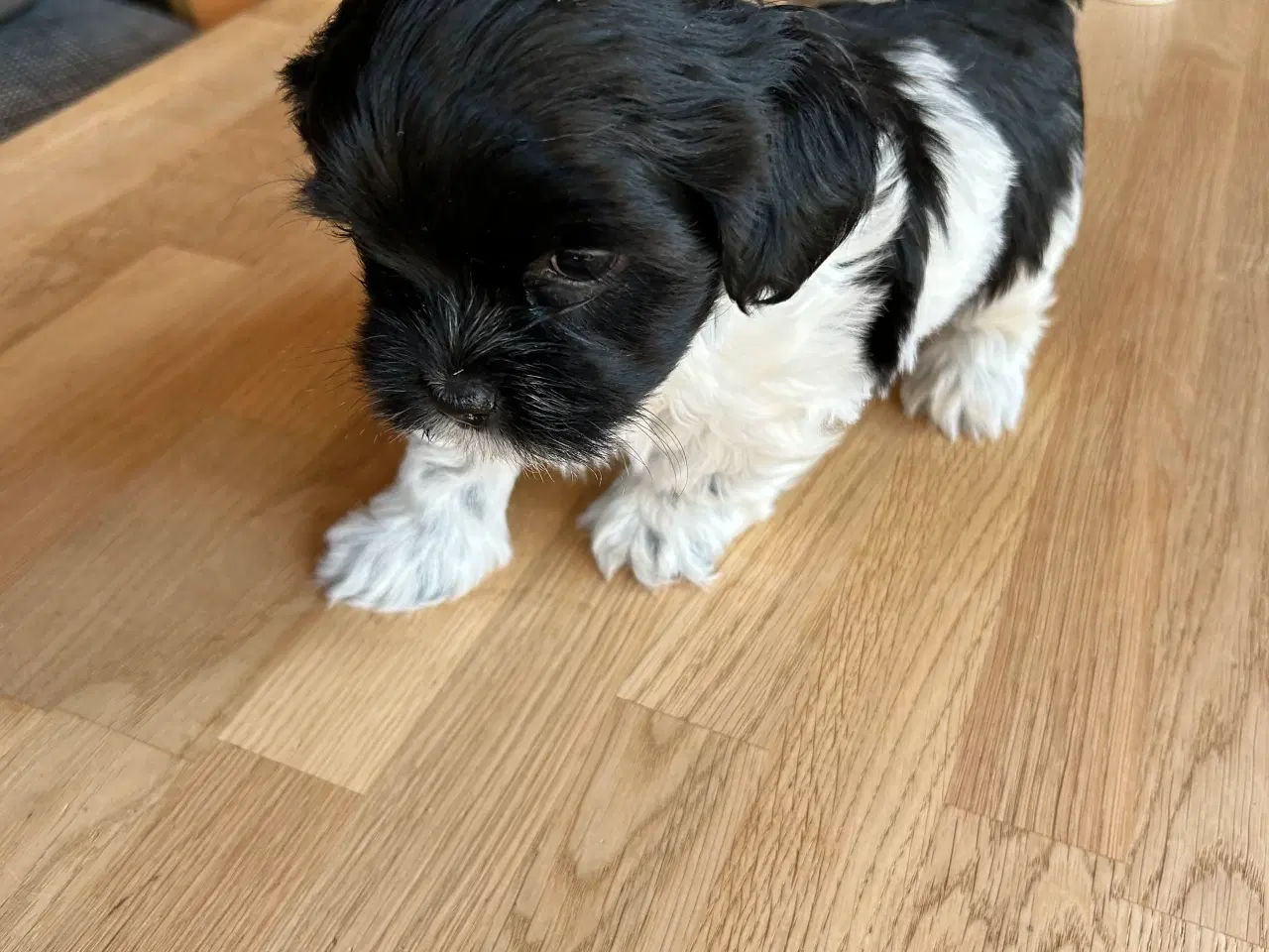 Billede 1 - Bichon Havanaise/ Shih Tzu hvalpe 