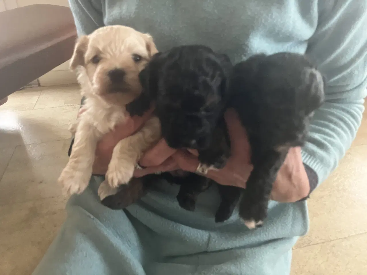 Billede 3 - Havapoo hvalpe sælges